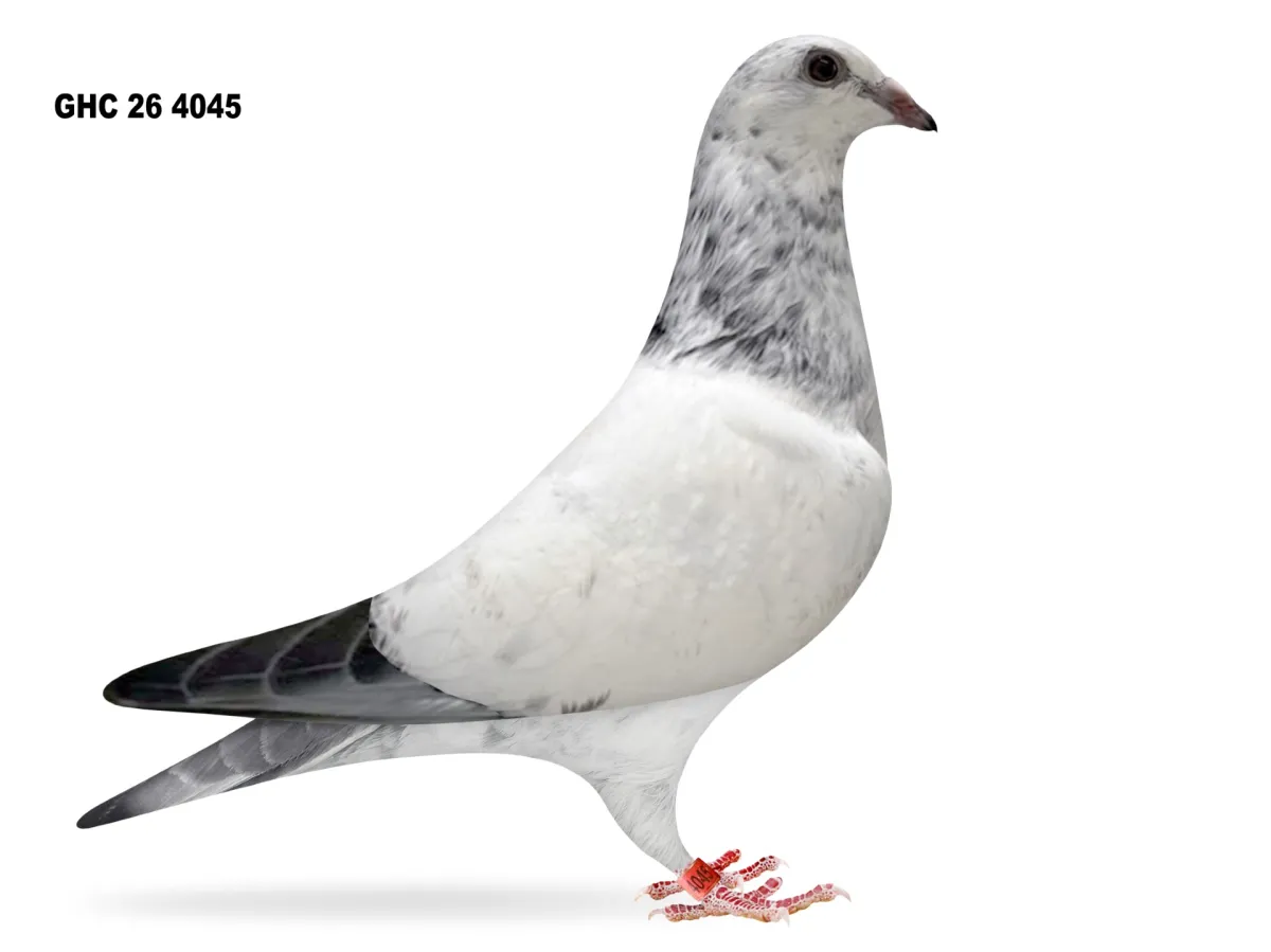Auction Image 1