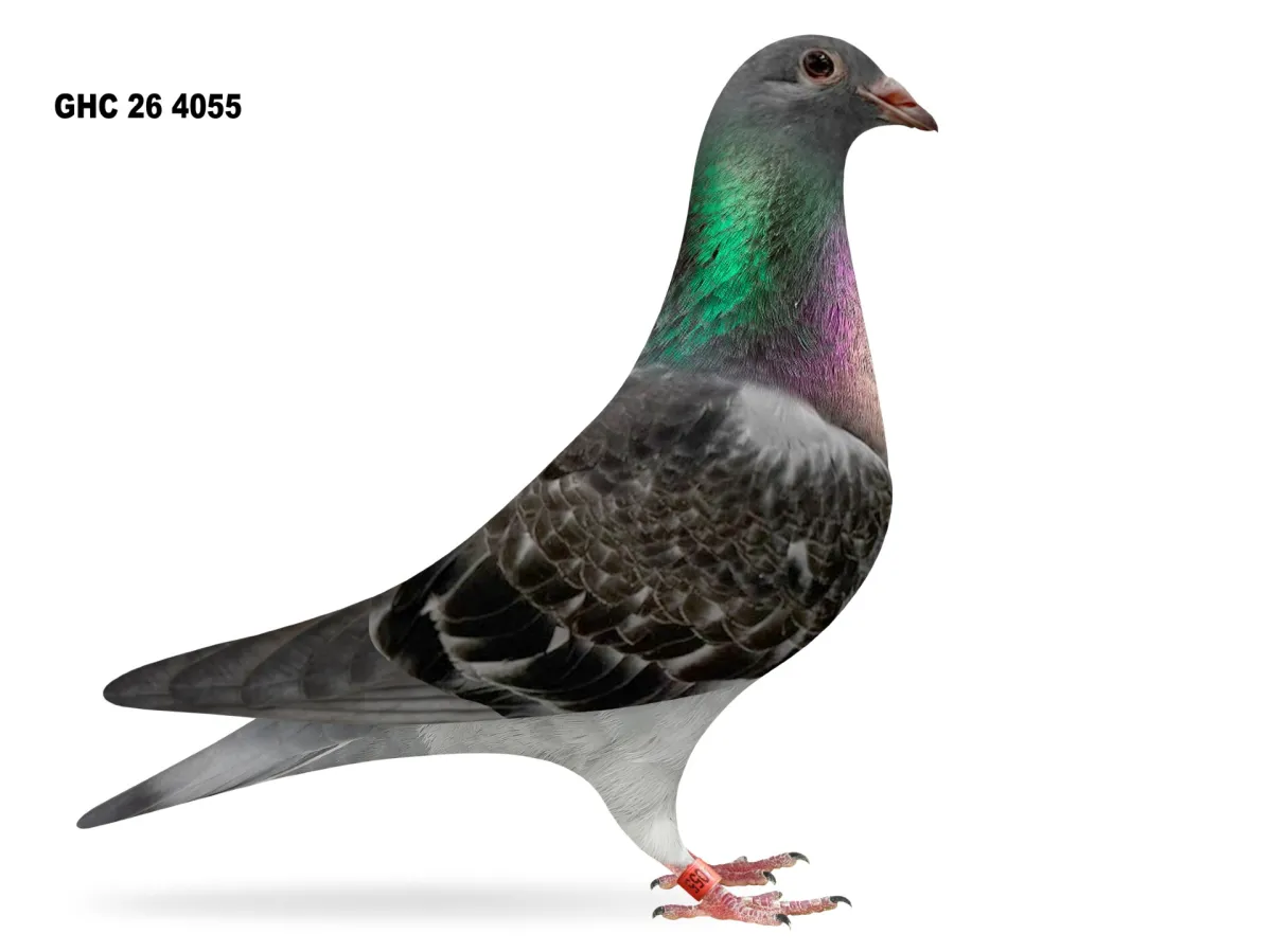 Auction Image 1